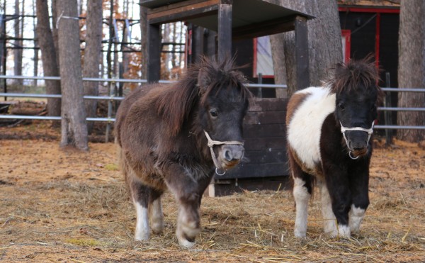 ミニチュアホースが新しく仲間入りしました！