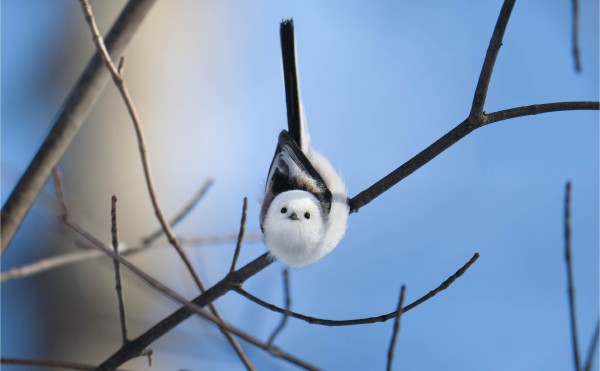 シマエナガが飛来する森へ｜フェーリエンドルフの冬の楽しみ方
